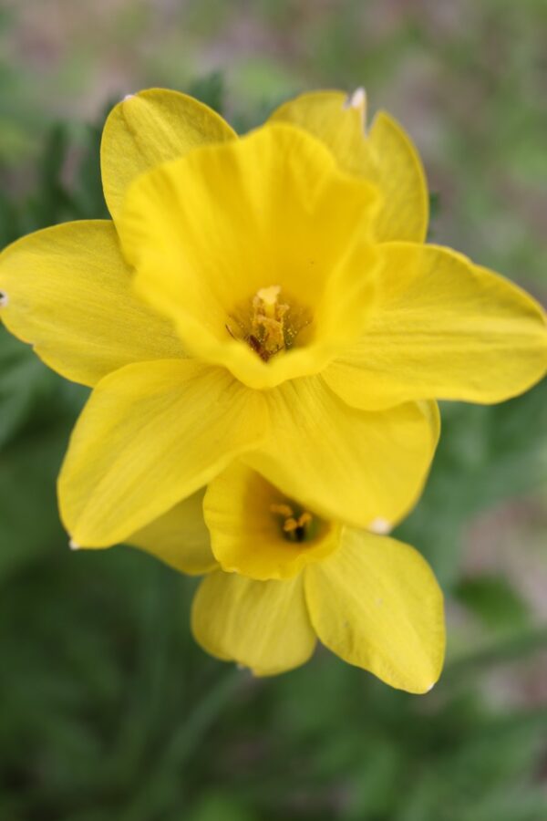 Bloembollen - Narcissus Dutch Master bezorgen via PLNTS