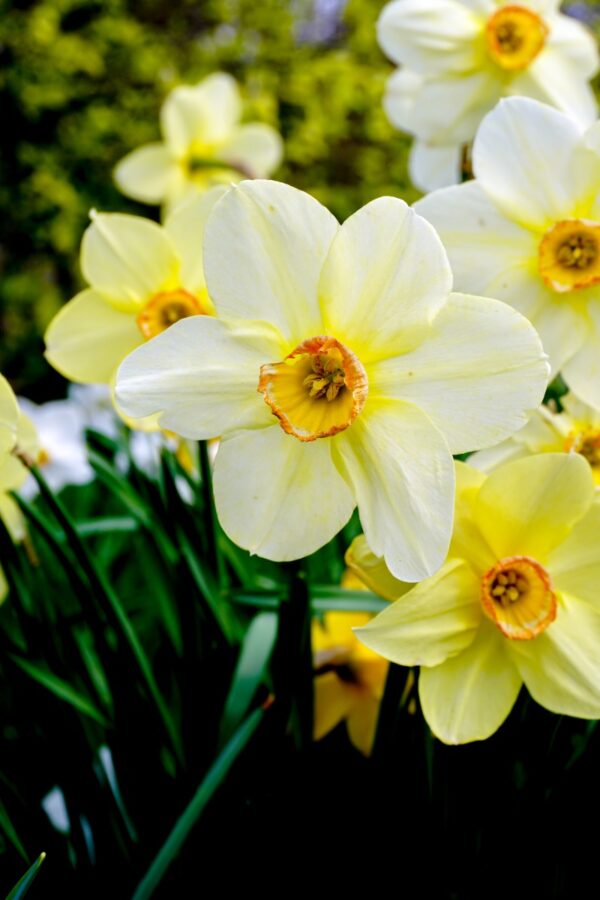 Bloembollen - Narcissus Fragrant bezorgen via PLNTS