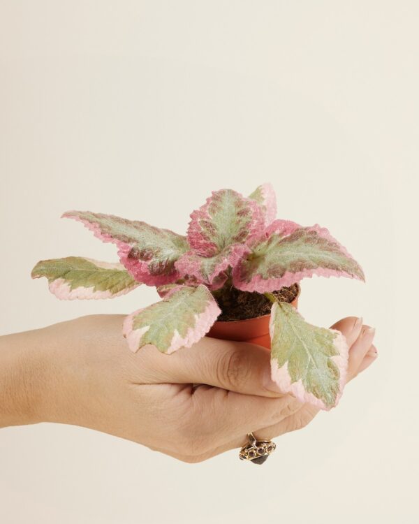 Pink Brocade bezorgen via PLNTS