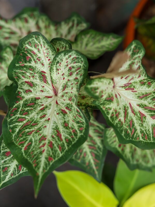 Caladium Tuber - Gingerland bezorgen via PLNTS