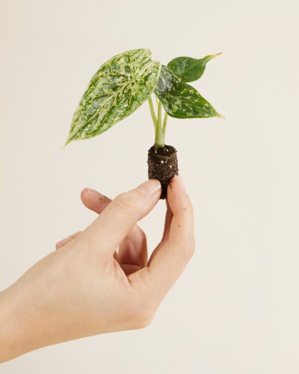 Dragon Scale Mint Variegated bezorgen via PLNTS