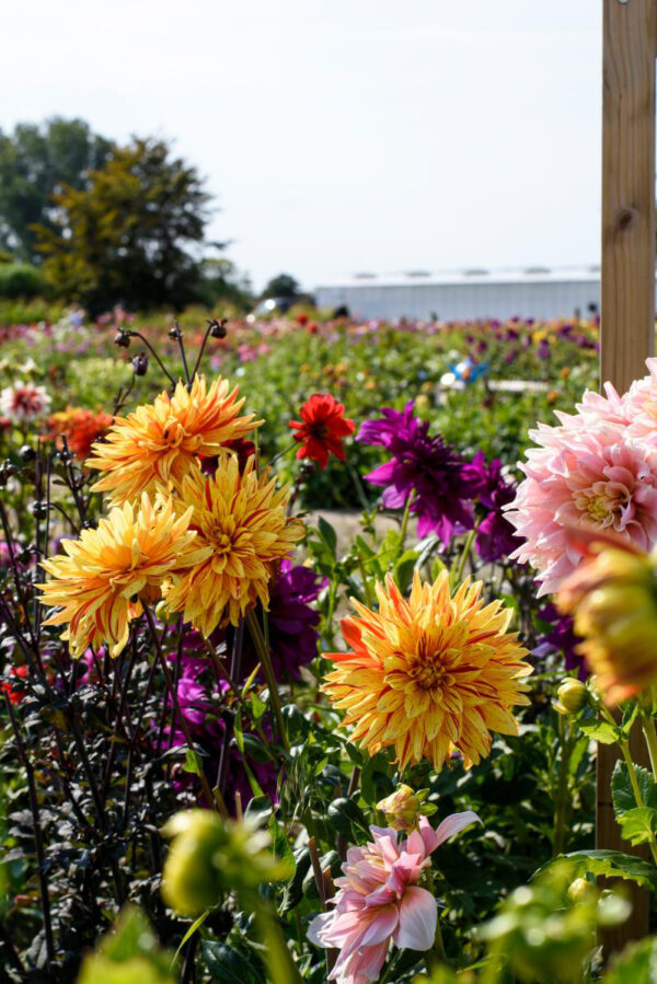 Bloembollen - Dahlia Dinnerplate Mix bezorgen via PLNTS