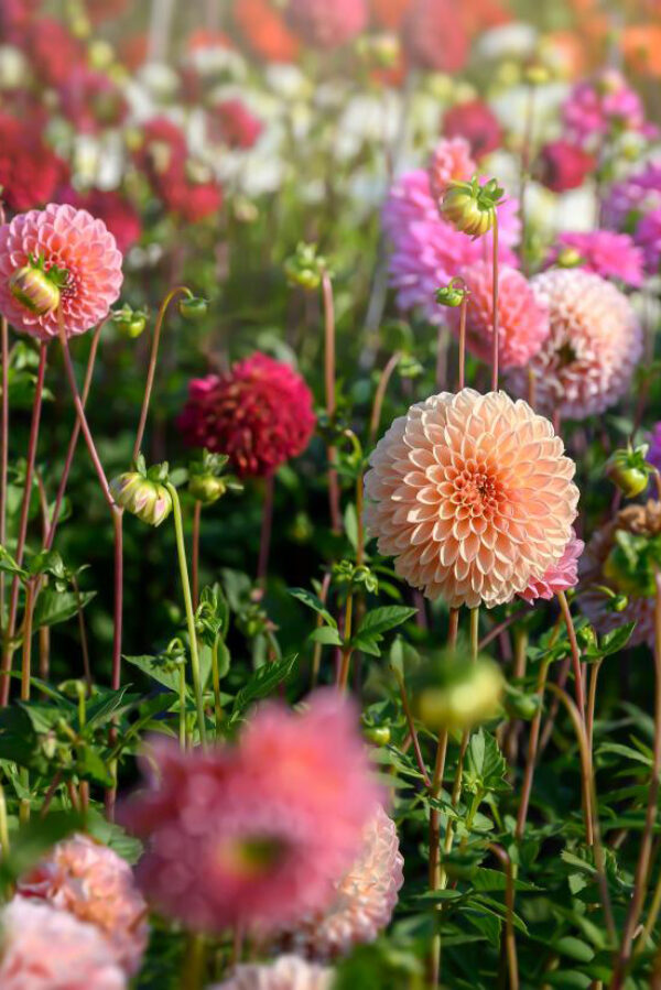 Bloembollen - Dahlia Pompon Mix bezorgen via PLNTS