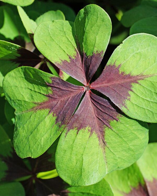 Oxalis Deppei Tuber - Iron Cross bezorgen via PLNTS