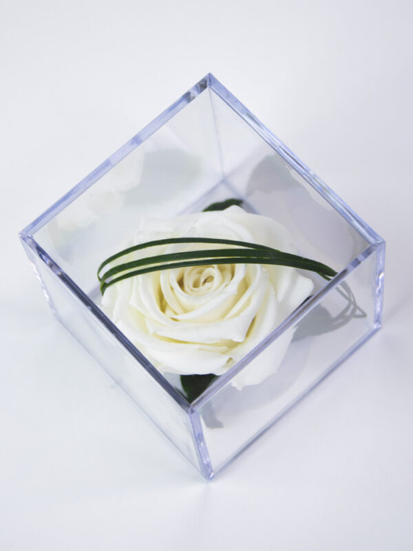 Witte eeuwige roos in acrylbox | Long life roos bezorgen