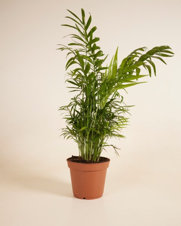 Elegans bezorgen via PLNTS
