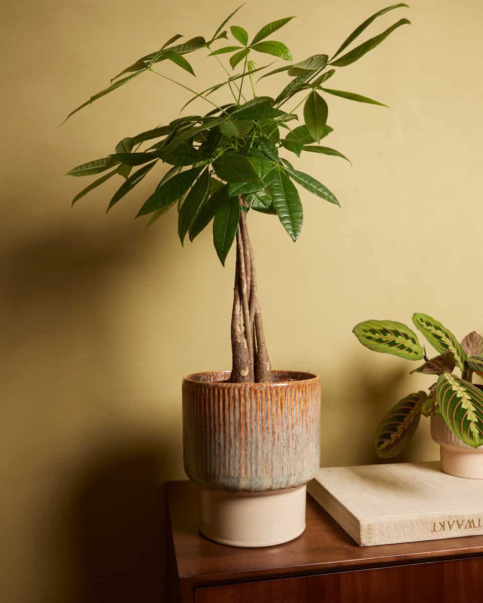 Jade Pot Groen bezorgen via PLNTS Jade Pot Groen bezorgen via PLNTS