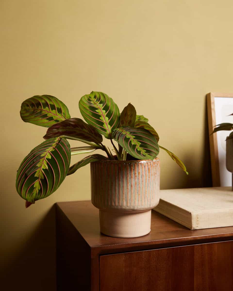 Jade Pot Groen bezorgen via PLNTS Jade Pot Groen bezorgen via PLNTS