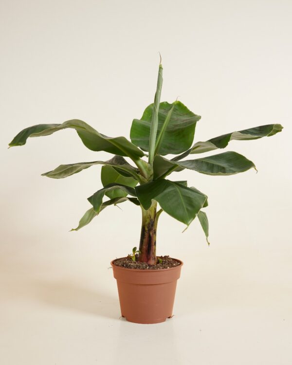 Tropicana bezorgen via PLNTS