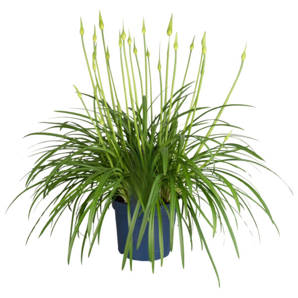 Agapanthus Blue - Agapanthus amourette - Hoogte 65 cm -ø 23 cm bezorgen via Florastore