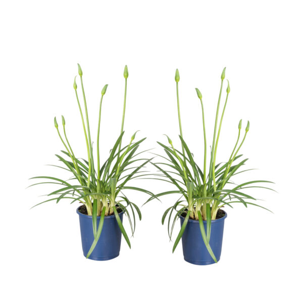 Agapanthus'Superb Blue'- 2 stuks - Kaapse Lelie - Hoogte 30-45cm -⌀14cm bezorgen via Florastore