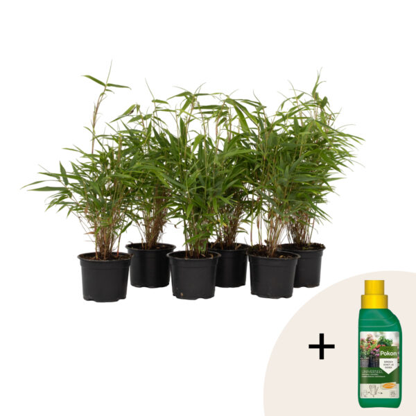 Bamboe - Set van 6 - Fargesia rufa - Hoogte 25-40cm -⌀13cm bezorgen via Florastore