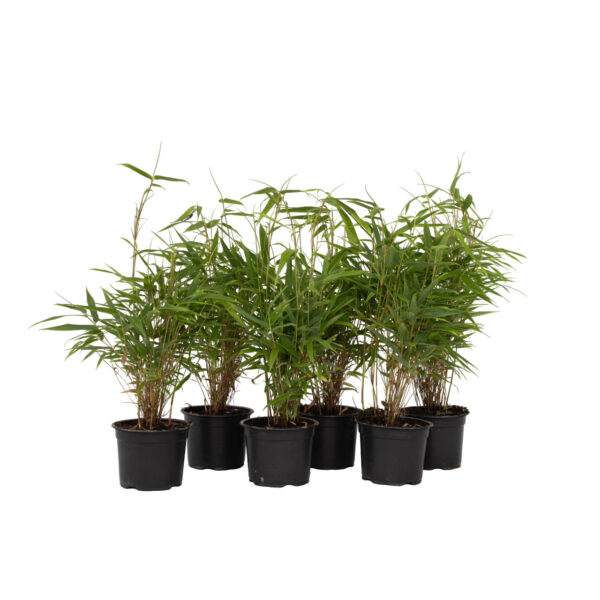 Bamboe - Set van 6 - Fargesia rufa - Hoogte 25-40cm -⌀13cm bezorgen via Florastore