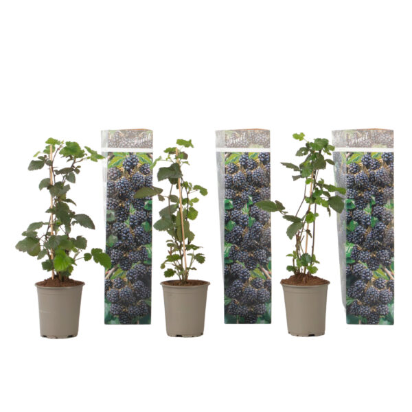Bramenplant - Set van 3 - Rubus Thornless - Hoogte 25-40cm -⌀9cm bezorgen via Florastore