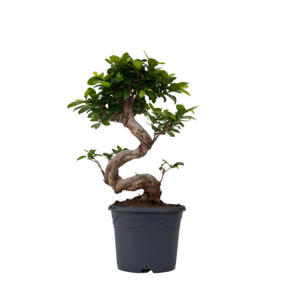 Chinese vijg - Ficus microcarpa'ginseng'- Hoogte 55-65cm -⌀20cm bezorgen via Florastore