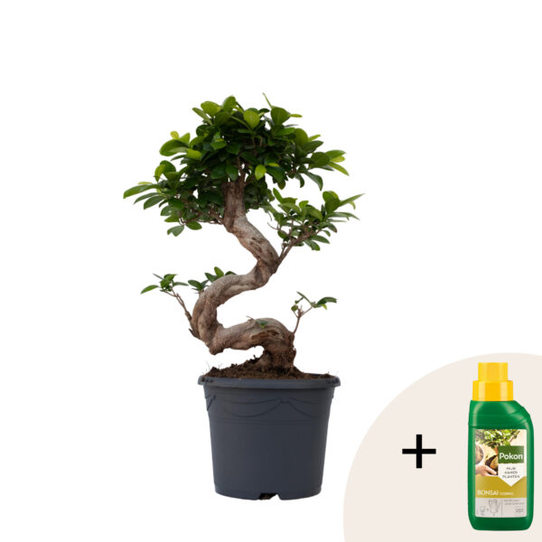 Chinese vijg - Ficus microcarpa'ginseng'- Hoogte 55-65cm -⌀20cm bezorgen via Florastore