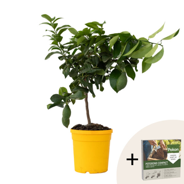 Citroenboom - Citrus limon - Hoogte 60-70cm -⌀19cm bezorgen via Florastore