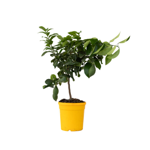 Citroenboom - Citrus limon - Hoogte 60-70cm -⌀19cm bezorgen via Florastore