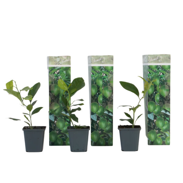 Citroenboom - Set van 3 - Citrus limon - Hoogte 25-40cm -⌀9cm bezorgen via Florastore