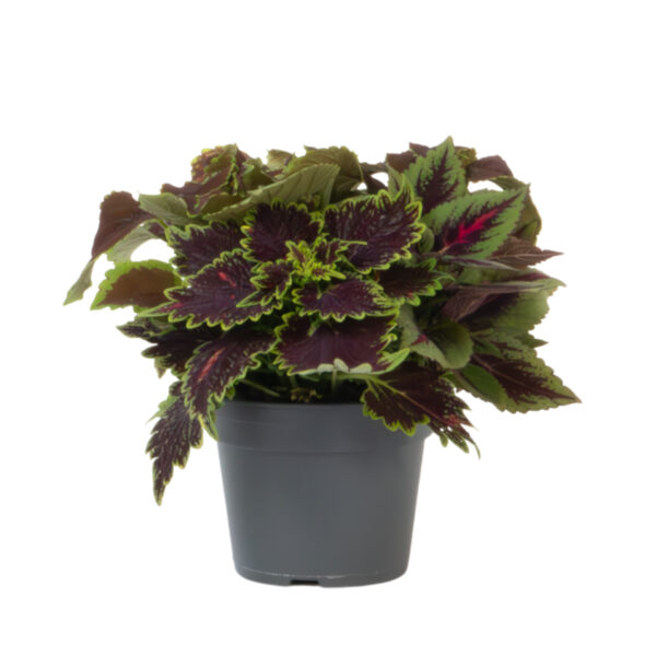 Coleus - Coleus scutellarioides - Hoogte 25-35cm -⌀17cm bezorgen via Florastore