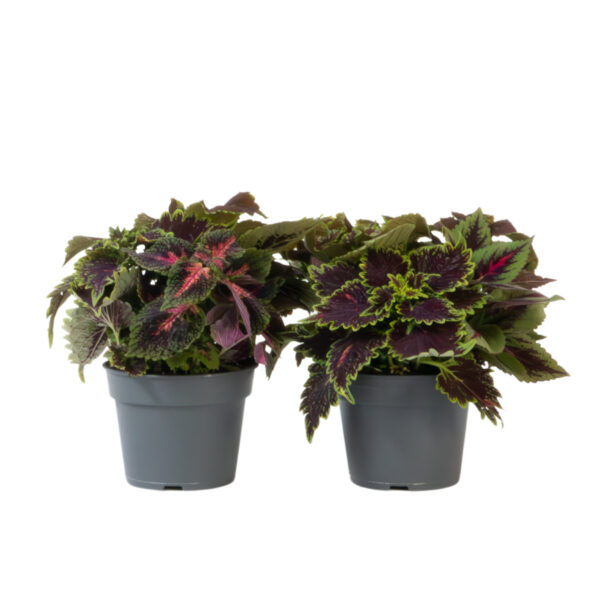 Coleus - Set van 2 - Coleus scutellarioides - Hoogte 25-35cm -⌀17cm bezorgen via Florastore
