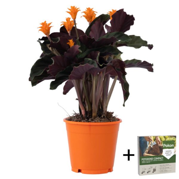 Eeuwige vlam - Calathea crocata'Tassmania'- Hoogte 40-50cm -⌀14cm bezorgen via Florastore