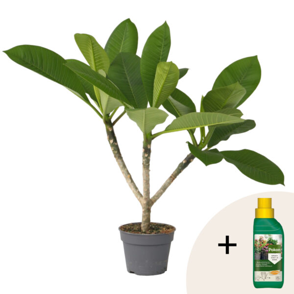 Frangipani Hawaii - Plumeria rubra'Hawaii'- Hoogte 45-55cm -⌀17cm bezorgen via Florastore