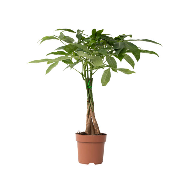 Geldboom - Pachira aquatica - Hoogte 60-70cm -⌀17cm bezorgen via Florastore