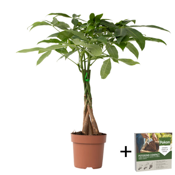 Geldboom - Pachira aquatica - Hoogte 60-70cm -⌀17cm bezorgen via Florastore