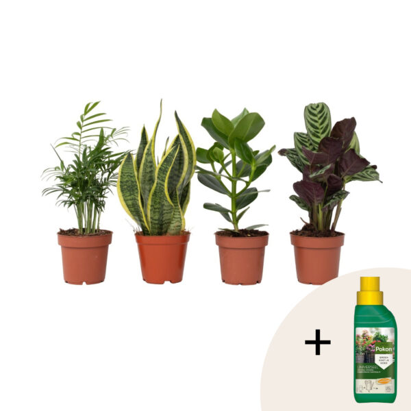 Gemakkelijke kamerplanten - Set van 4 - Hoogte 25-40cm -⌀12cm bezorgen via Florastore