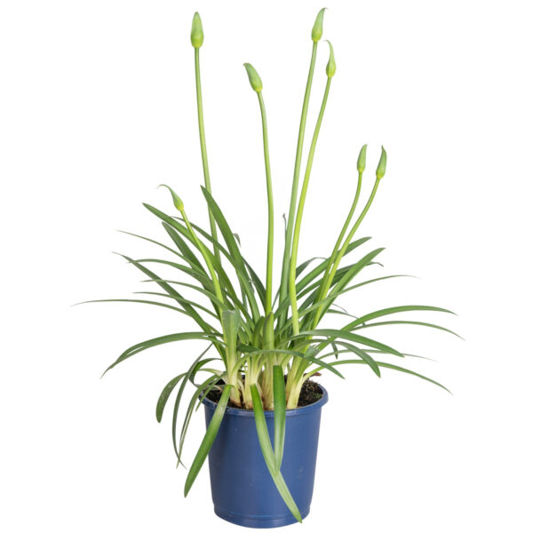 Kaapse Lelie - Agapanthus'Superb Blue'-  Hoogte 30-45cm -⌀14cm bezorgen via Florastore