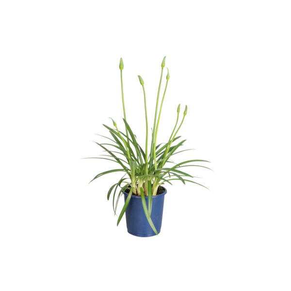 Kaapse Lelie - Agapanthus'Superb White'- Hoogte 30-45cm -⌀14cm bezorgen via Florastore