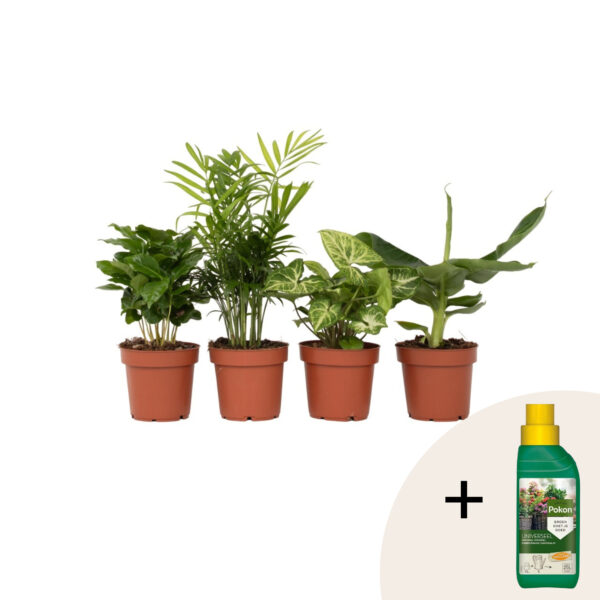 Kamerplantenset - Set van 4 - Hoogte 25-40cm -⌀12cm bezorgen via Florastore