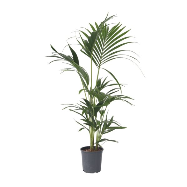 Kentiapalm - Howea forsteriana - Hoogte 90-100cm -⌀18cm bezorgen via Florastore