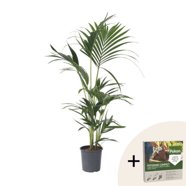 Kentiapalm - Howea forsteriana - Hoogte 90-100cm -⌀18cm bezorgen via Florastore