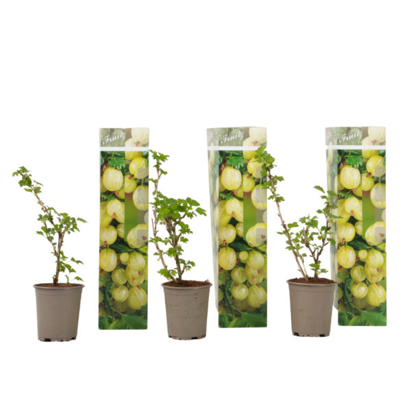 Kruisbes - Set van 3 - Ribes uva- crispa - Hoogte 25-40cm -⌀9cm bezorgen via Florastore