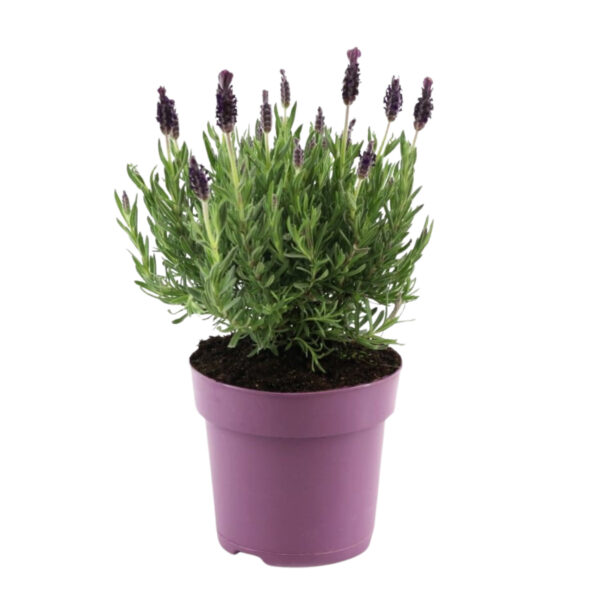 Lavendelstruik - Lavandula stoechas'Anouk'- Hoogte 25-35cm -⌀15cm bezorgen via Florastore