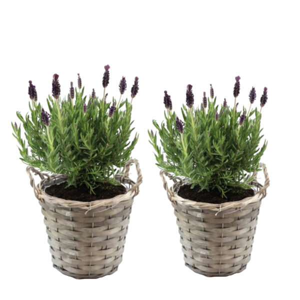 Lavendelstruik - Set van 2 - Lavandula stoechas'Anouk'- Hoogte 25-35cm -⌀15cm bezorgen via Florastore