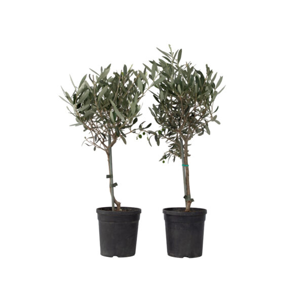 Olijfboom - Set van 2 - Olea europaea - Hoogte 50-60cm -⌀14cm bezorgen via Florastore