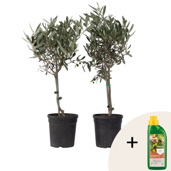 Olijfboom - Set van 2 - Olea europaea - Hoogte 50-60cm -⌀14cm bezorgen via Florastore