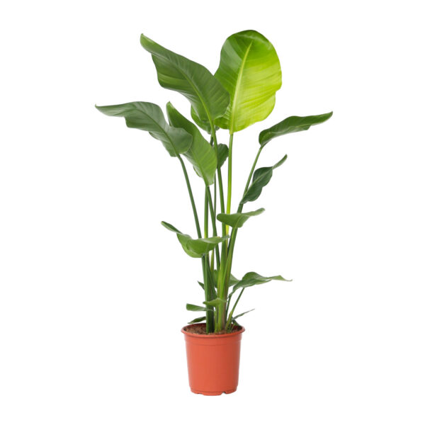 Paradijsvogelplant - Strelitzia nicolai - Hoogte 90-110cm -⌀21cm bezorgen via Florastore