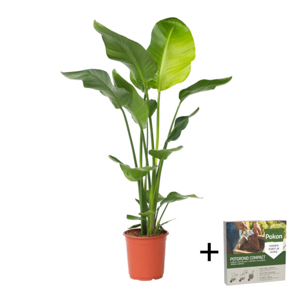 Paradijsvogelplant - Strelitzia nicolai - Hoogte 90-110cm -⌀21cm bezorgen via Florastore