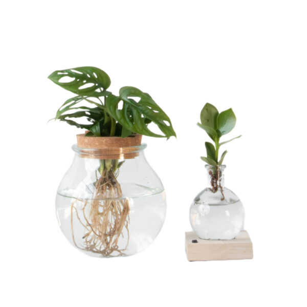 Plantenmix in glas - Set van 2 - Clusia
