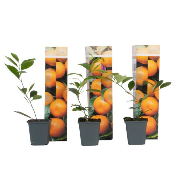 Sinaasappelboom - Set van 3 - Citrus mitis Calamondin - Hoogte 25-40cm -⌀9cm bezorgen via Florastore