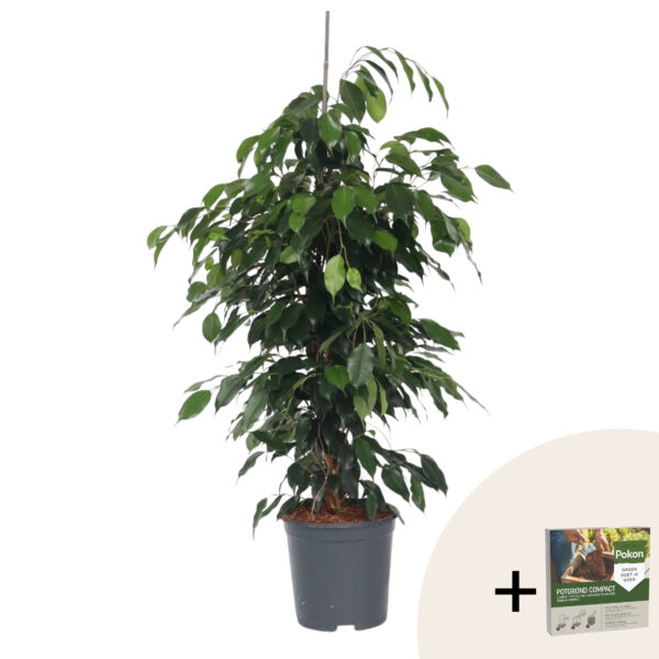 Treurvijg - Ficus benjamina'Danielle'- Hoogte 100-110cm -⌀21cm bezorgen via Florastore
