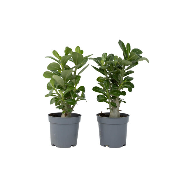 Woestijnroos - Set van 2 - Adenium obesum - Hoogte 25-40cm -⌀10
