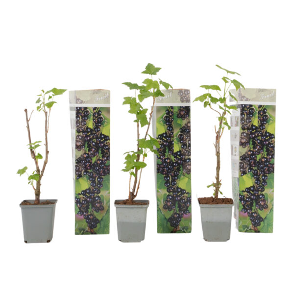 Zwarte bes - Set van 3 - Ribes Nigrum - Hoogte 25-40cm -⌀9cm bezorgen via Florastore