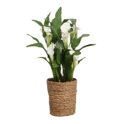 Calla'Ruby'- Aronskelk - Wit - Hoogte 30-40cm -⌀12cm bezorgen via Florastore