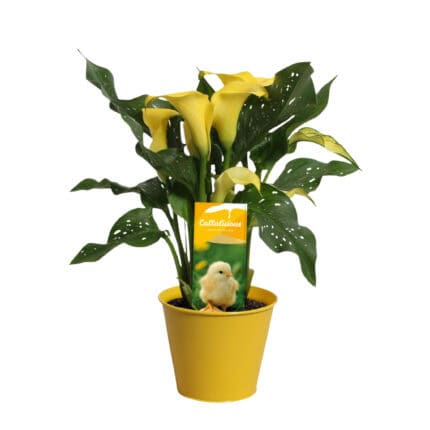 Calla'Zara'- Aronskelk - Geel - Hoogte 30-40cm -⌀12cm bezorgen via Florastore
