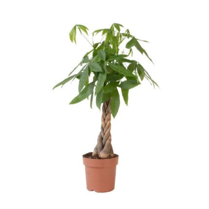 Geldboom - Pachira aquatica - Hoogte 100-120cm -⌀24cm bezorgen via Florastore